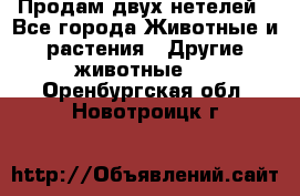 Продам двух нетелей - Все города Животные и растения » Другие животные   . Оренбургская обл.,Новотроицк г.